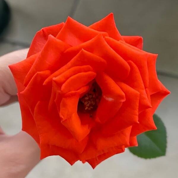 Stunning Bubble Rose