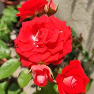 Stunning Bubble Rose