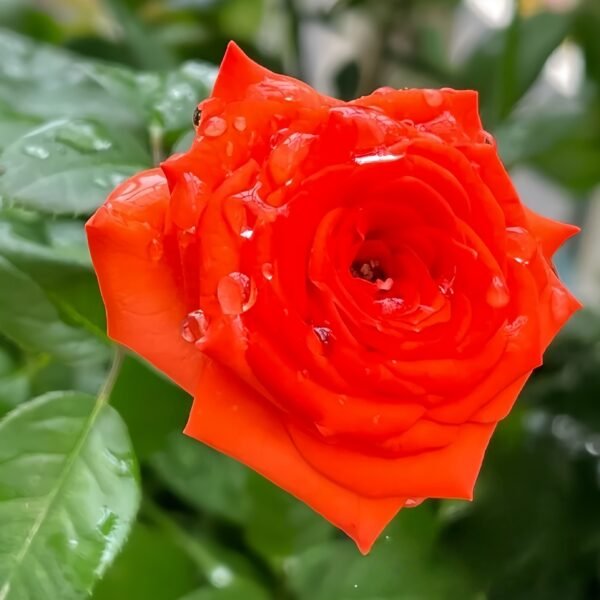 Stunning Bubble Rose