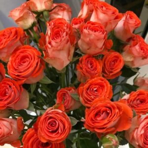 Stunning Bubble Rose