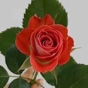 Stunning Bubble Rose Plant|惊艳泡泡 - 图片 10