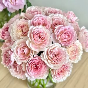 Sucre Rose Plant|砂糖 - 图片 9