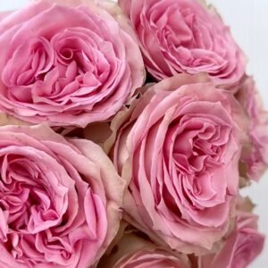 Sweet Elegance Rose Plant|甜蜜高雅 - 图片 3