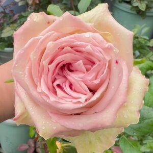 Sweet Elegance Rose Plant|甜蜜高雅 - 图片 4