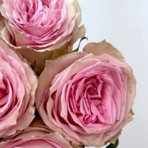 Sweet Elegance Rose Plant|甜蜜高雅 - 图片 5