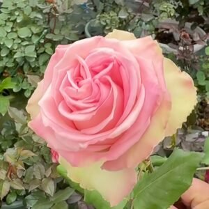 Sweet Elegance Rose Plant|甜蜜高雅 - 图片 6