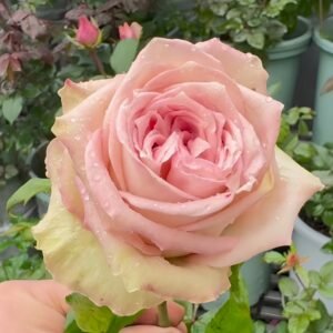 Sweet Elegance Rose Plant|甜蜜高雅 - 图片 7