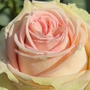 Sweet Elegance Rose Plant|甜蜜高雅 - 图片 8