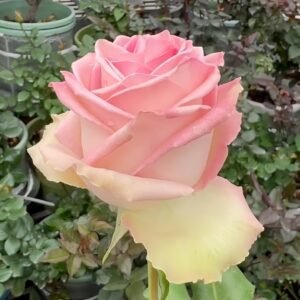 Sweet Elegance Rose Plant|甜蜜高雅 - 图片 9