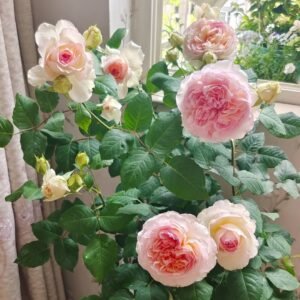 Traumerei Rose