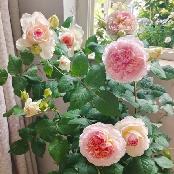 Traumerei Rose