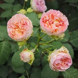 Traumerei Rose