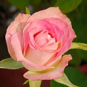 Upper Secret Rose