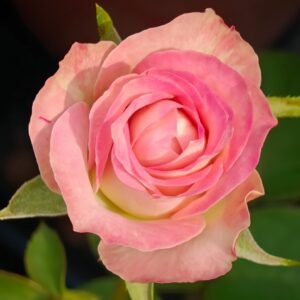 Upper Secret Rose
