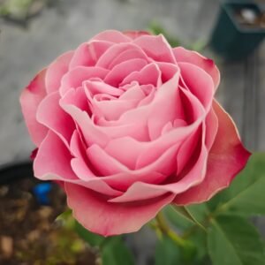 Upper Secret Rose