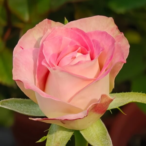 Upper Secret Rose