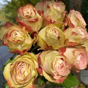 Upper Secret Rose Plant|上层秘密 - 图片 10