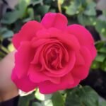Velasquez Rose