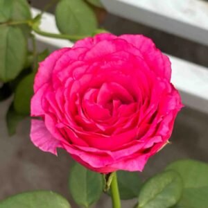 Velasquez Rose