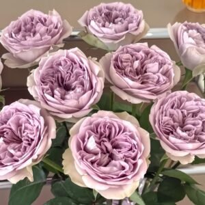 Villa Lila Rose Plant|莉拉别墅 - 图片 10