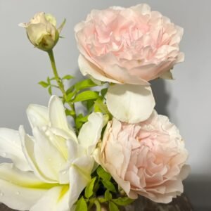 Violino Riche Rose Plant|风采小提琴 - 图片 10