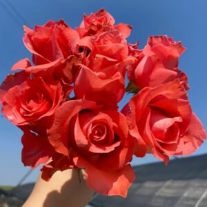 Yuhaitang Rose Plant｜玉海棠 - 图片 10
