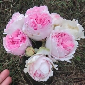 Yves Light Rose Plant|伊芙光 - 图片 10