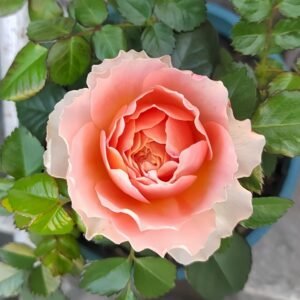 Abricot Terrazza Rose