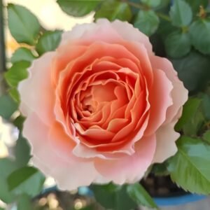 Abricot Terrazza Rose