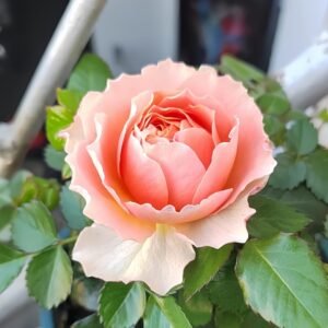 Abricot Terrazza Rose