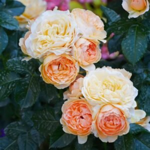 Abricot Terrazza Rose