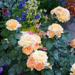 Abricot Terrazza Rose