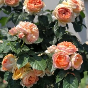 Abricot Terrazza Rose