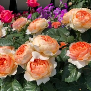 Abricot Terrazza Rose