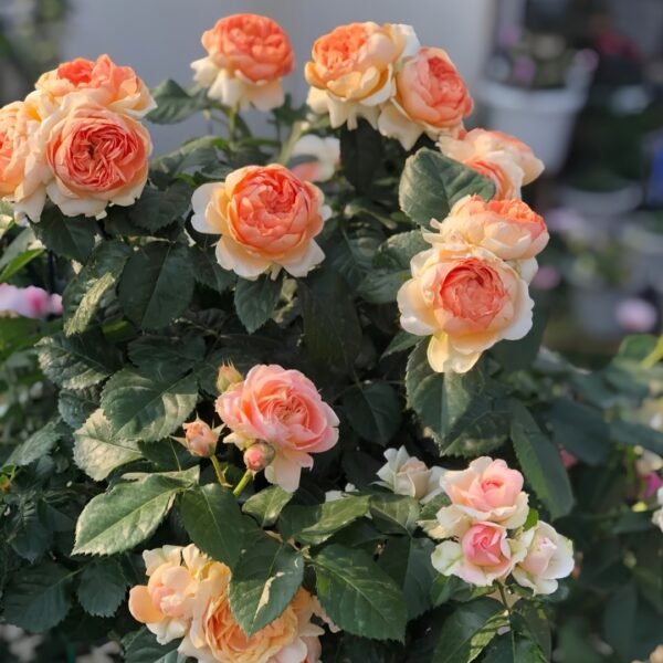 Abricot Terrazza Rose