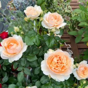Abricot Terrazza Rose