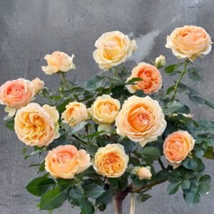 Abricot Terrazza Rose Plant｜杏色露台 - 图片 10
