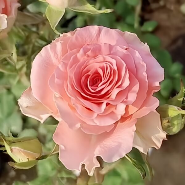 Amsterdam Rose