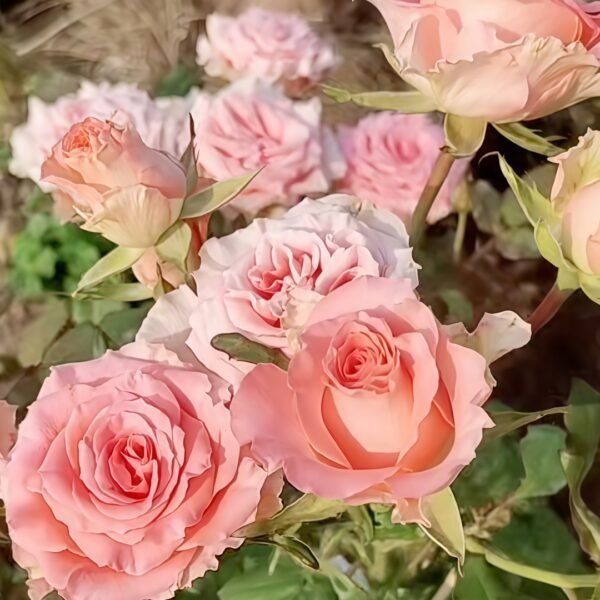 Amsterdam Rose