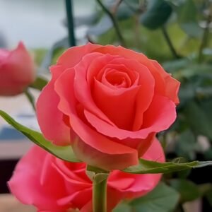 Amsterdam Rose