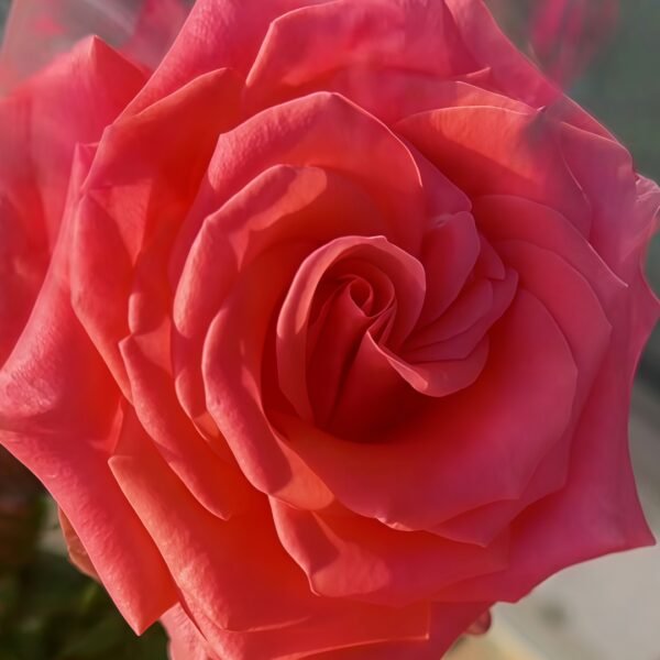 Amsterdam Rose