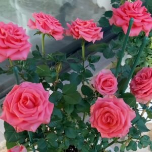 Amsterdam Rose Plant ｜阿姆斯特丹 - 图片 5