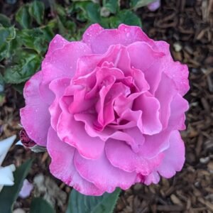 Angel Face Rose