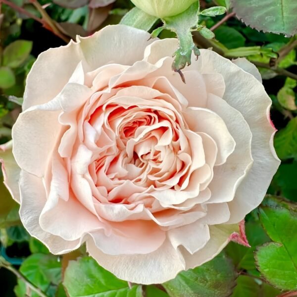 Art Nuvo Rose
