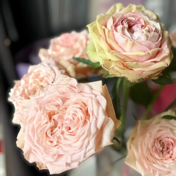 Art Nuvo Rose