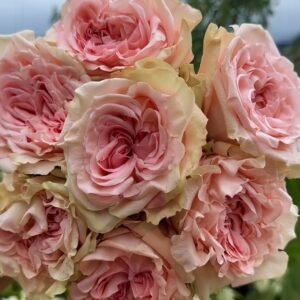 Art Nuvo Rose