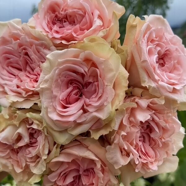 Art Nuvo Rose