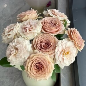 Beiley Rose Plant｜贝利 - 图片 8