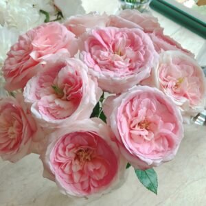 Bella Linda Kiss Rose