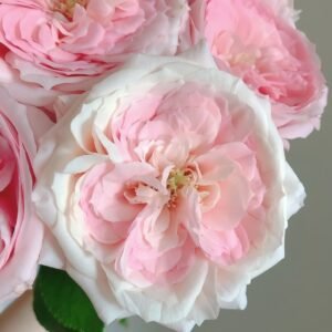 Bella Linda Kiss Rose